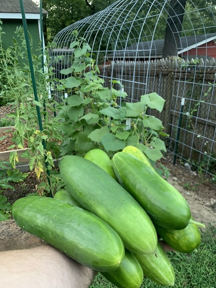A handful of cucumbers from the backyard garden