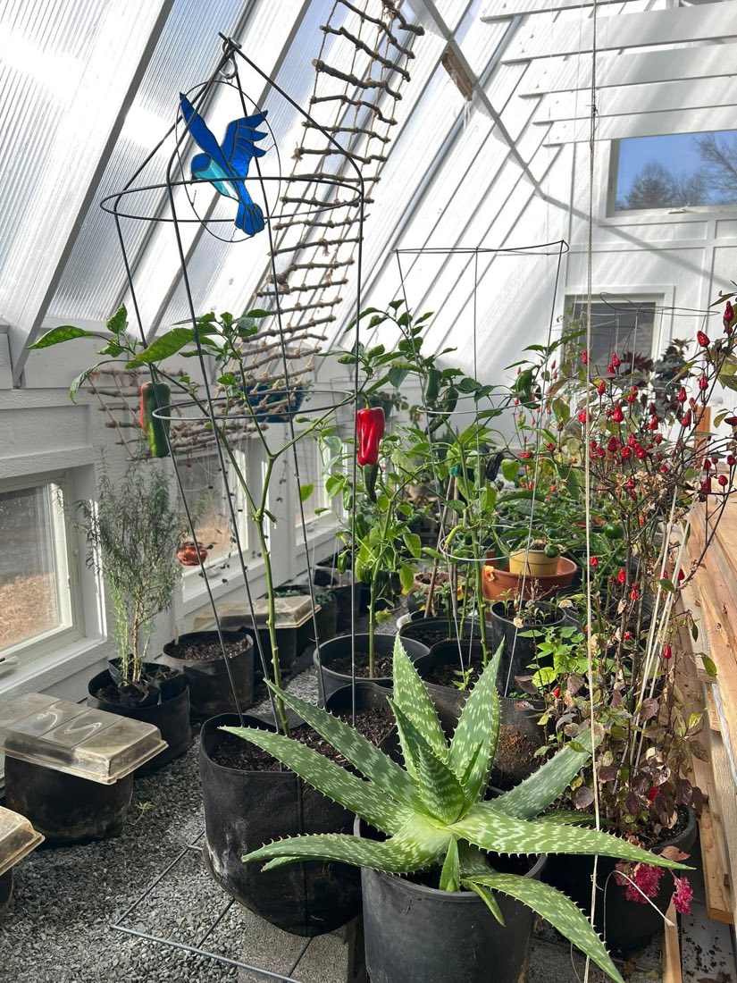 Inside a SunCatcher 16x32 passive solar greenhouse full of plants